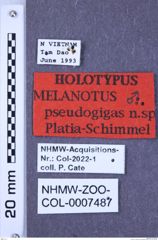 Etiketten zu Melanotus pseudogigas (NHMW-ZOO-COL-0007487)